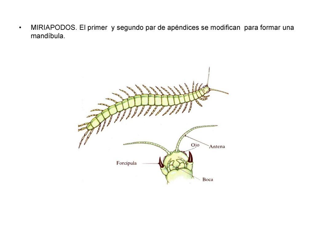 MIRIAPODOS. El primer y segundo par de apéndices se modifican para formar una mandíbula.