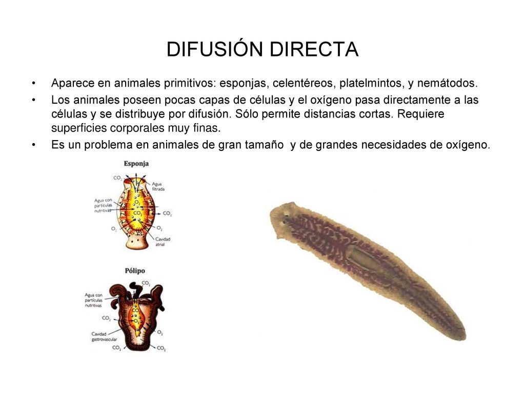 DIFUSIÓN DIRECTA Aparece en animales primitivos: esponjas, celentéreos, platelmintos, y nemátodos.
