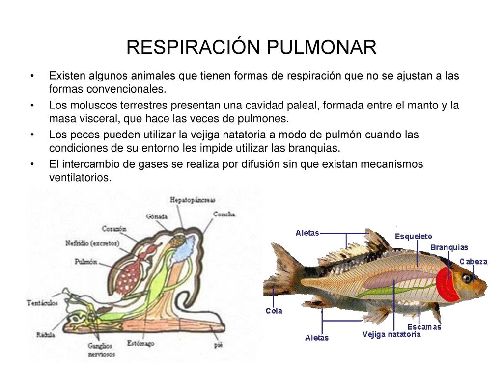 RESPIRACIÓN PULMONAR Existen algunos animales que tienen formas de respiración que no se ajustan a las formas convencionales.