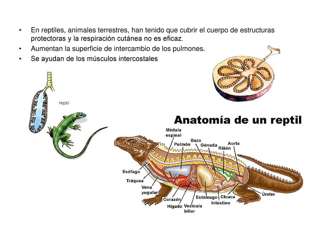 En reptiles, animales terrestres, han tenido que cubrir el cuerpo de estructuras protectoras y la respiración cutánea no es eficaz.