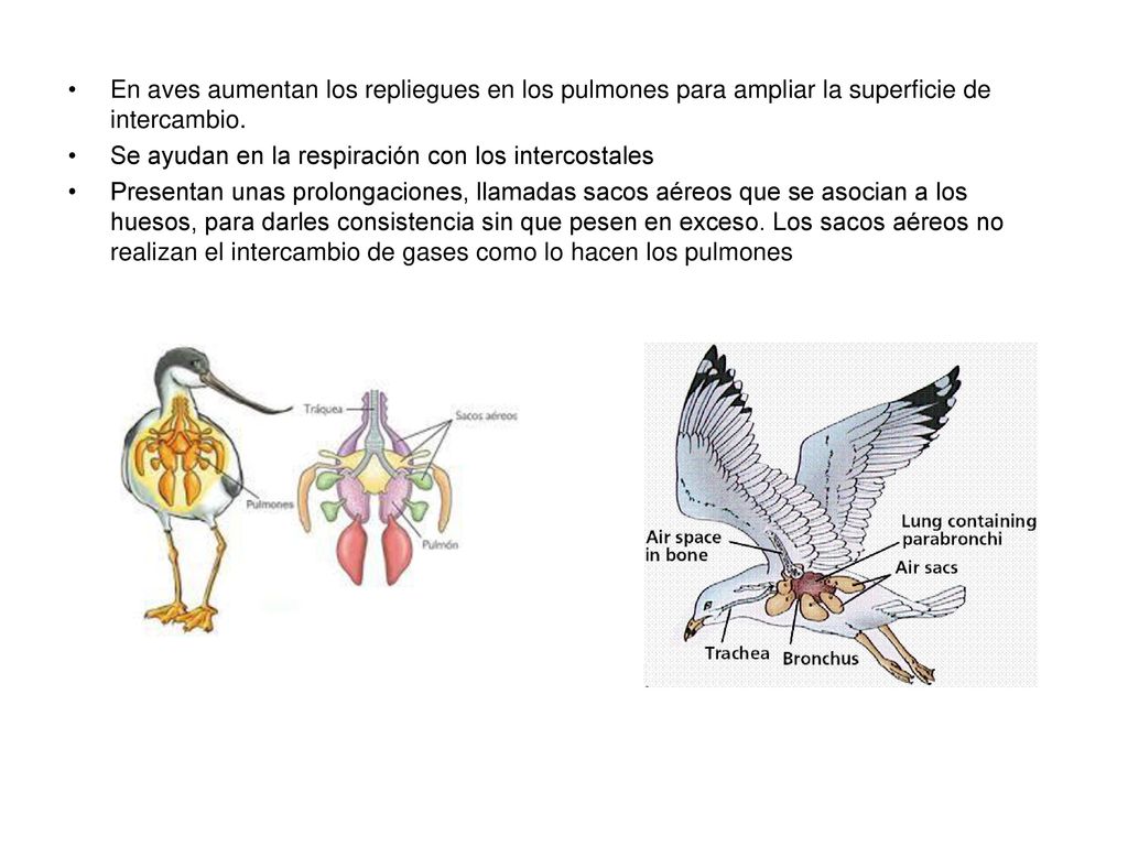 En aves aumentan los repliegues en los pulmones para ampliar la superficie de intercambio.