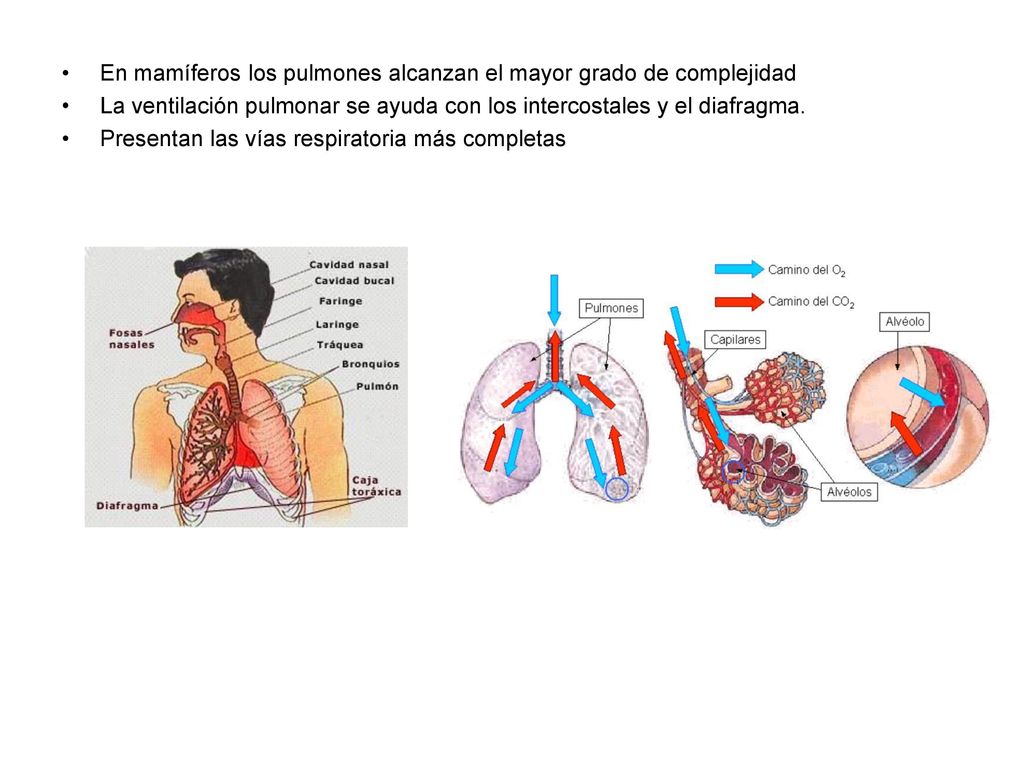 En mamíferos los pulmones alcanzan el mayor grado de complejidad