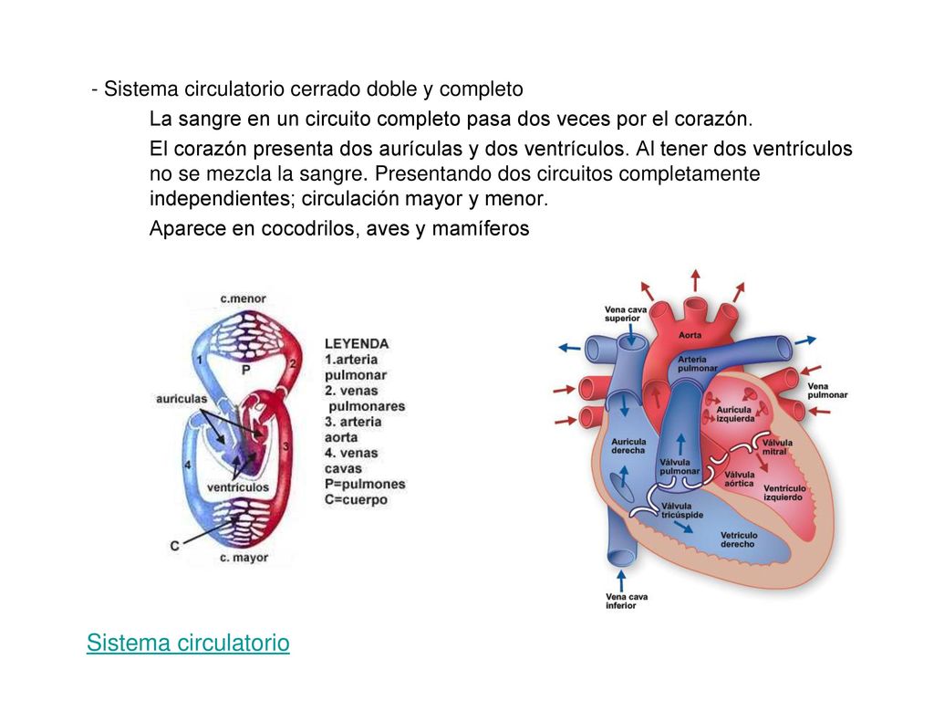 Sistema circulatorio - Sistema circulatorio cerrado doble y completo