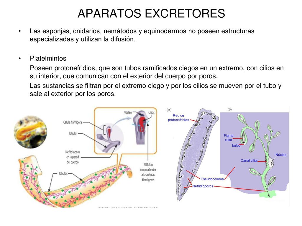 APARATOS EXCRETORES Las esponjas, cnidarios, nemátodos y equinodermos no poseen estructuras especializadas y utilizan la difusión.