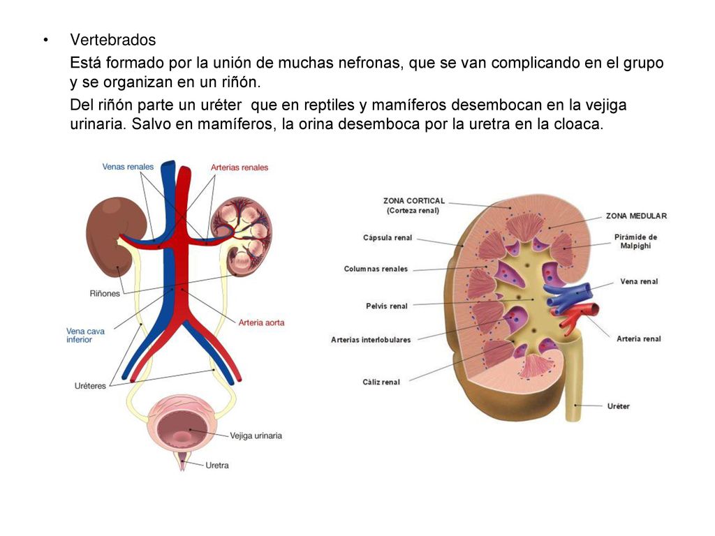 Vertebrados Está formado por la unión de muchas nefronas, que se van complicando en el grupo y se organizan en un riñón.