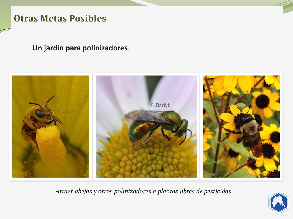 Atraer abejas y otros polinizadores a plantas libres de pesticidas