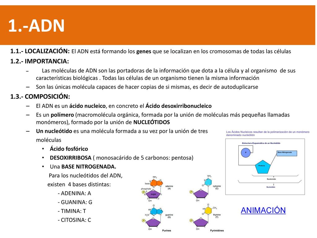 1.-ADN LOCALIZACIÓN: El ADN está formando los genes que se localizan en los cromosomas de todas las células.