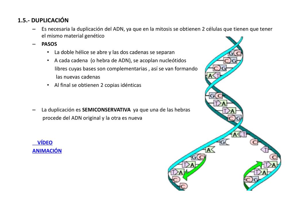 1.5.- DUPLICACIÓN Es necesaria la duplicación del ADN, ya que en la mitosis se obtienen 2 células que tienen que tener el mismo material genético.