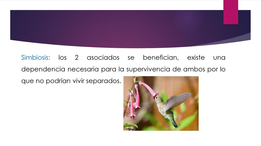 Simbiosis: los 2 asociados se benefician, existe una dependencia necesaria para la supervivencia de ambos por lo que no podrían vivir separados.