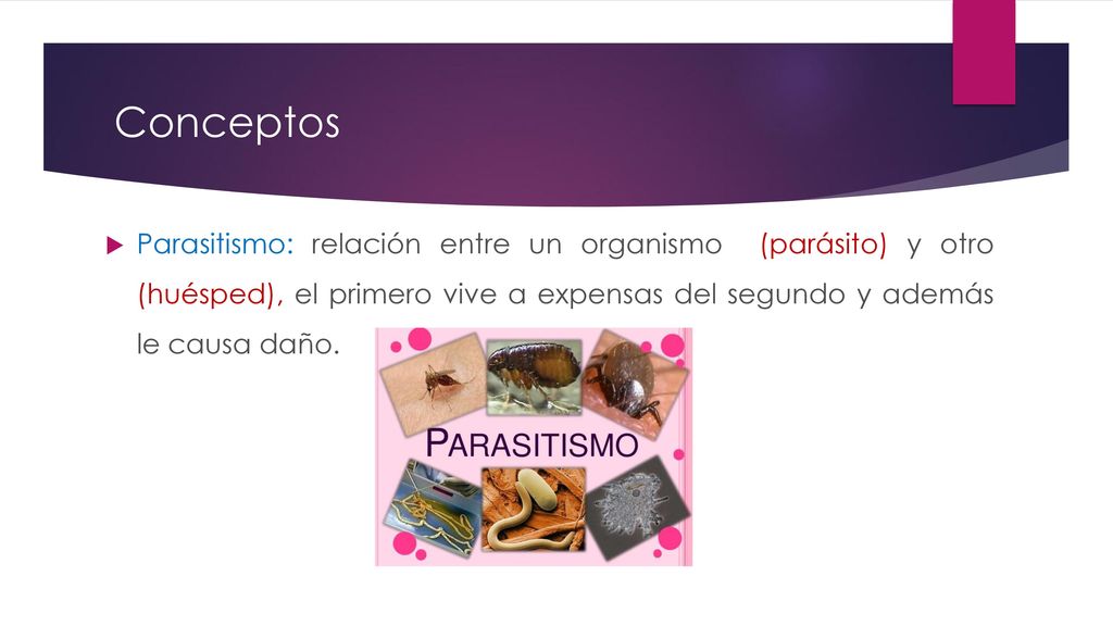 Conceptos Parasitismo: relación entre un organismo (parásito) y otro (huésped), el primero vive a expensas del segundo y además le causa daño.