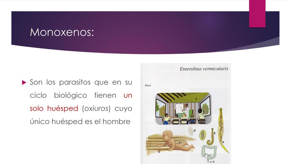 Monoxenos: Son los parasitos que en su ciclo biológico tienen un solo huésped (oxiuros) cuyo único huésped es el hombre.