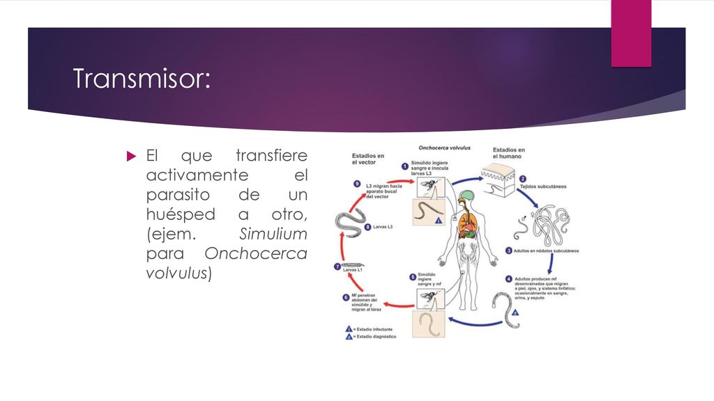 Transmisor: El que transfiere activamente el parasito de un huésped a otro, (ejem.