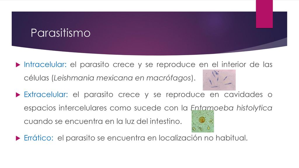 Parasitismo Intracelular: el parasito crece y se reproduce en el interior de las células (Leishmania mexicana en macrófagos).