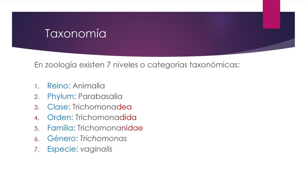 Taxonomía En zoología existen 7 niveles o categorías taxonómicas: