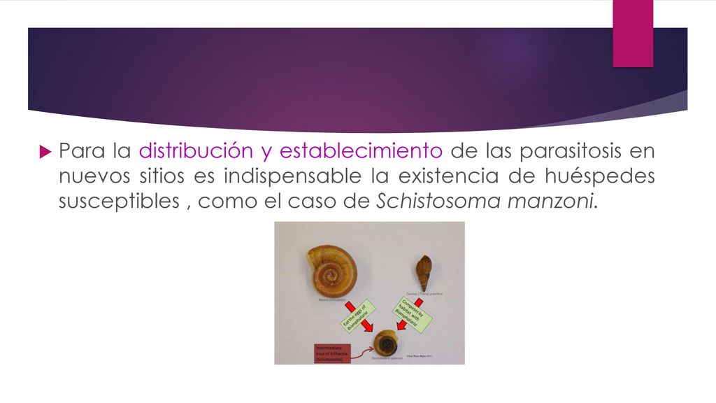 Para la distribución y establecimiento de las parasitosis en nuevos sitios es indispensable la existencia de huéspedes susceptibles , como el caso de Schistosoma manzoni.