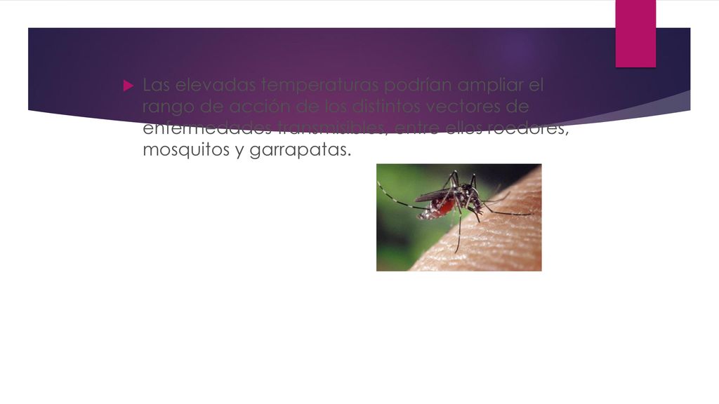 Las elevadas temperaturas podrían ampliar el rango de acción de los distintos vectores de enfermedades transmisibles, entre ellos roedores, mosquitos y garrapatas.