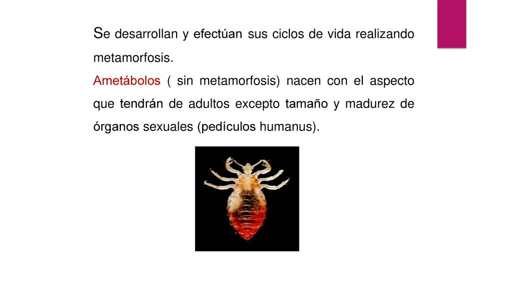 Se desarrollan y efectúan sus ciclos de vida realizando metamorfosis.