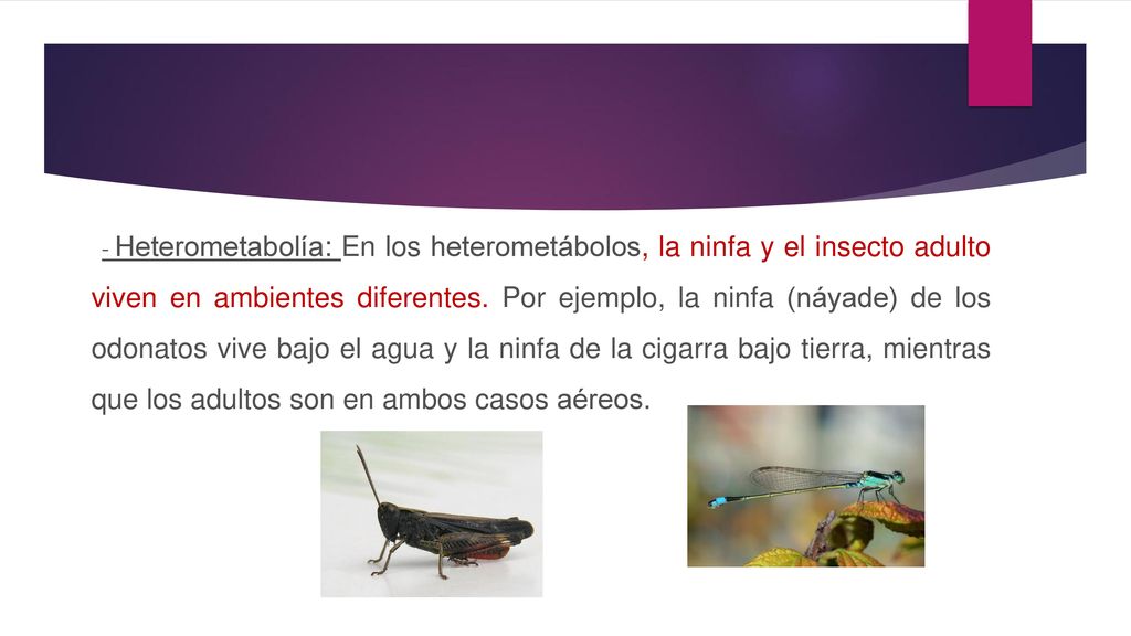 - Heterometabolía: En los heterometábolos, la ninfa y el insecto adulto viven en ambientes diferentes.