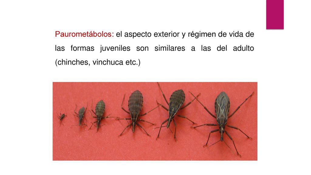 Paurometábolos: el aspecto exterior y régimen de vida de las formas juveniles son similares a las del adulto (chinches, vinchuca etc.)