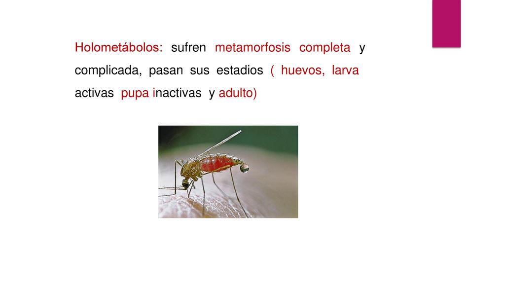Holometábolos: sufren metamorfosis completa y complicada, pasan sus estadios ( huevos, larvas activas pupa inactivas y adulto)