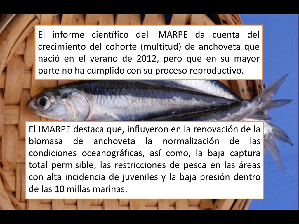 El informe científico del IMARPE da cuenta del crecimiento del cohorte (multitud) de anchoveta que nació en el verano de 2012, pero que en su mayor parte no ha cumplido con su proceso reproductivo.