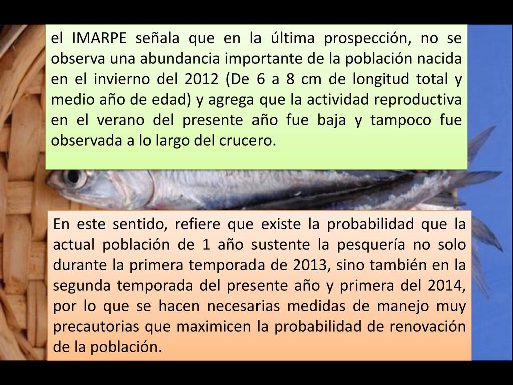 el IMARPE señala que en la última prospección, no se observa una abundancia importante de la población nacida en el invierno del 2012 (De 6 a 8 cm de longitud total y medio año de edad) y agrega que la actividad reproductiva en el verano del presente año fue baja y tampoco fue observada a lo largo del crucero.