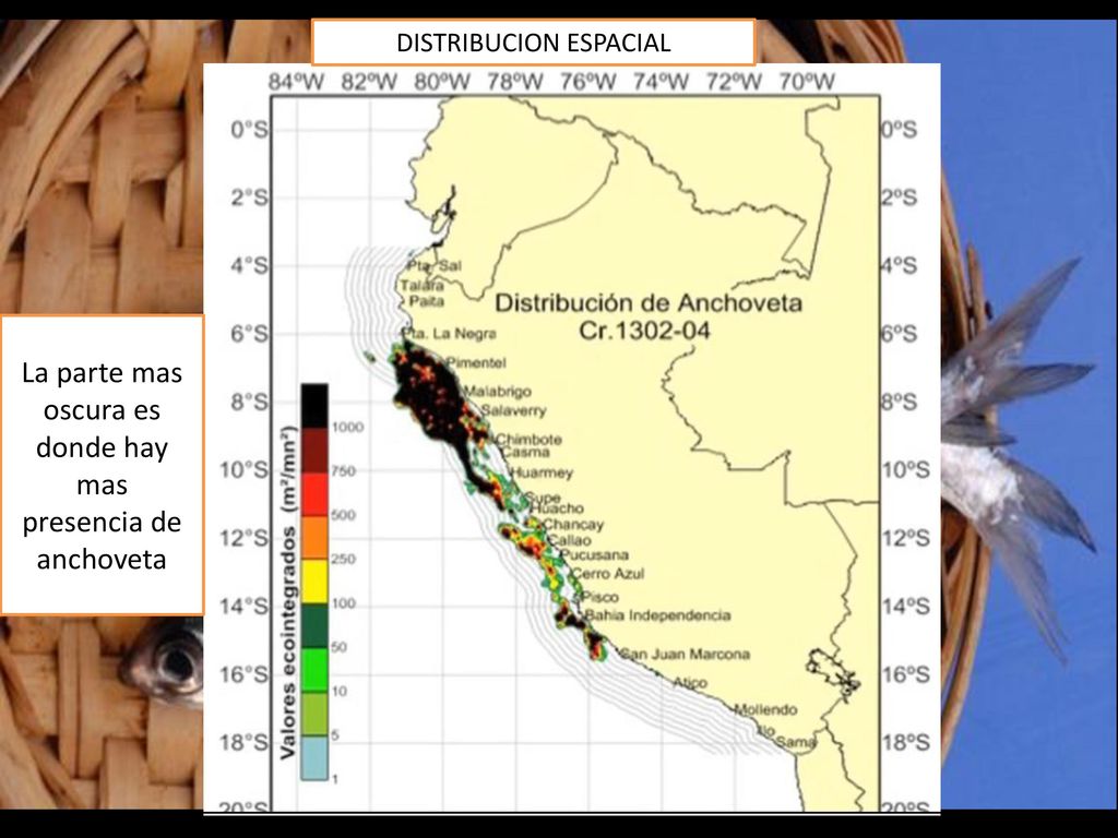 La parte mas oscura es donde hay mas presencia de anchoveta