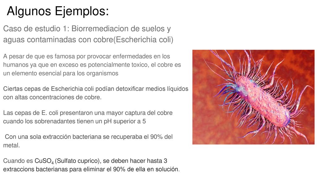 Algunos Ejemplos: Caso de estudio 1: Biorremediacion de suelos y aguas contaminadas con cobre(Escherichia coli)
