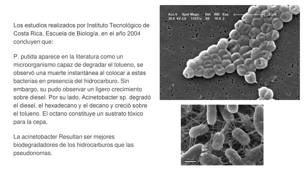 Los estudios realizados por Instituto Tecnológico de Costa Rica, Escuela de Biología, en el año 2004 concluyen que: