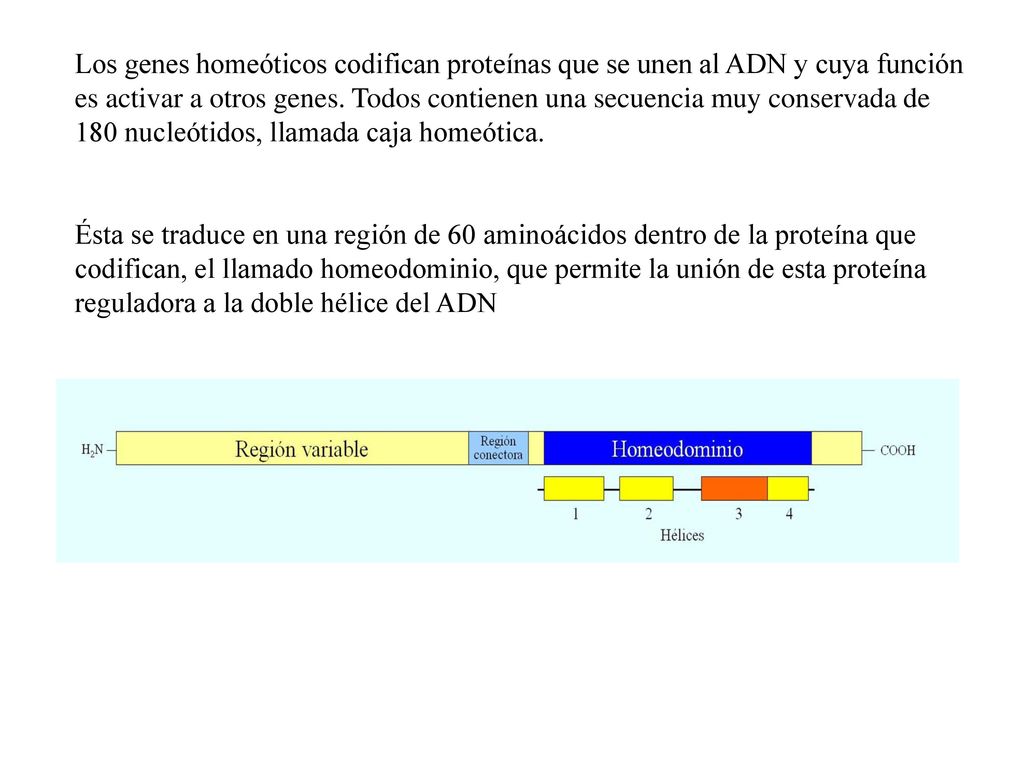 Los genes homeóticos codifican proteínas que se unen al ADN y cuya función es activar a otros genes. Todos contienen una secuencia muy conservada de 180 nucleótidos, llamada caja homeótica.