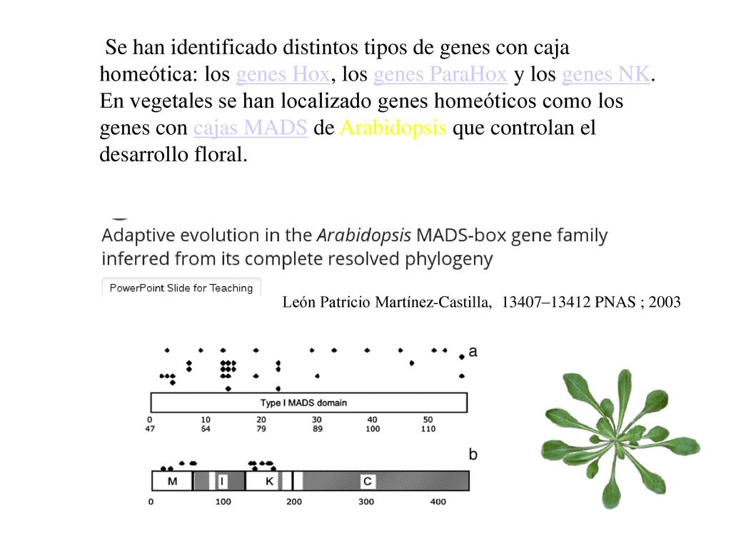 Se han identificado distintos tipos de genes con caja homeótica: los genes Hox, los genes ParaHox y los genes NK. En vegetales se han localizado genes homeóticos como los genes con cajas MADS de Arabidopsis que controlan el desarrollo floral.