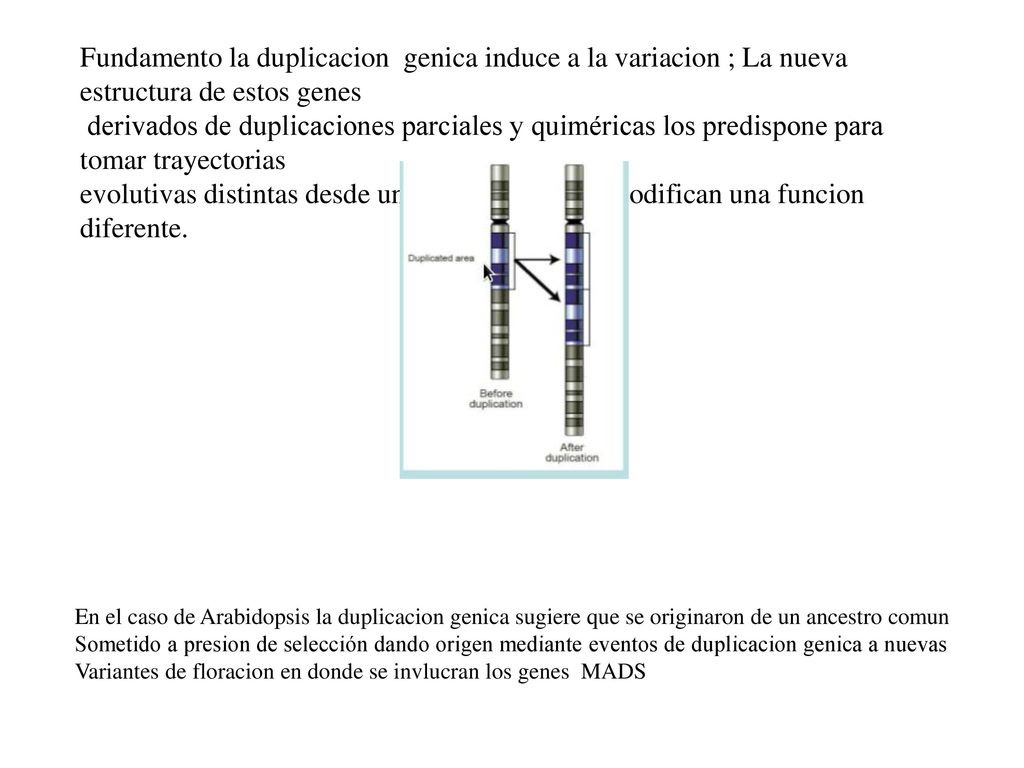 Fundamento la duplicacion genica induce a la variacion ; La nueva estructura de estos genes