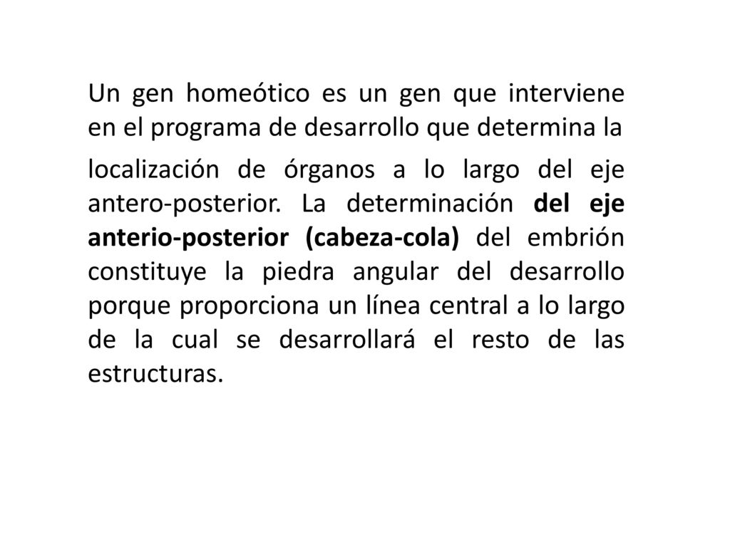 Un gen homeótico es un gen que interviene en el programa de desarrollo que determina la