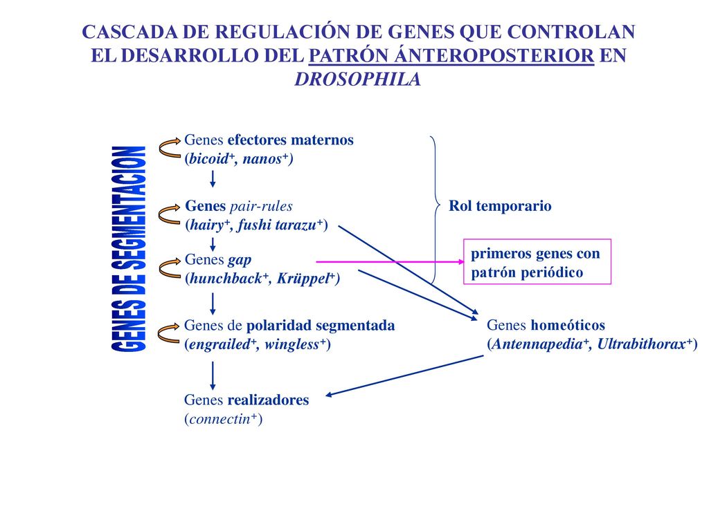 GENES DE SEGMENTACION CASCADA DE REGULACIÓN DE GENES QUE CONTROLAN