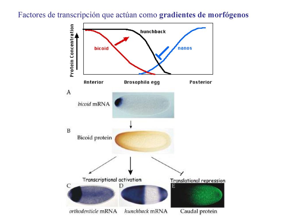 Factores de transcripción que actúan como gradientes de morfógenos