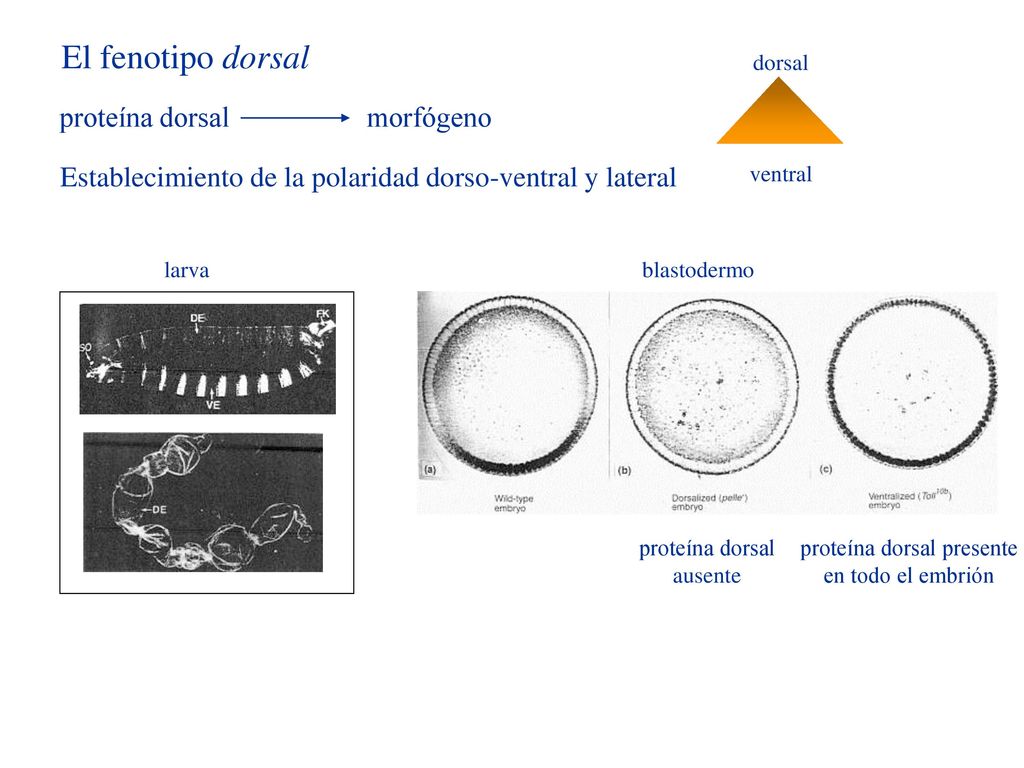 El fenotipo dorsal proteína dorsal morfógeno