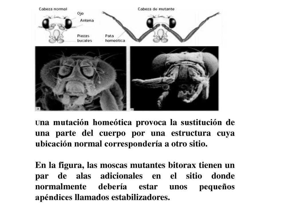 Una mutación homeótica provoca la sustitución de una parte del cuerpo por una estructura cuya ubicación normal correspondería a otro sitio.