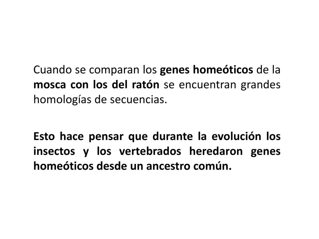 Cuando se comparan los genes homeóticos de la mosca con los del ratón se encuentran grandes homologías de secuencias.