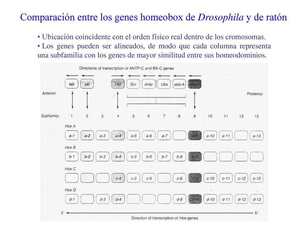 Comparación entre los genes homeobox de Drosophila y de ratón