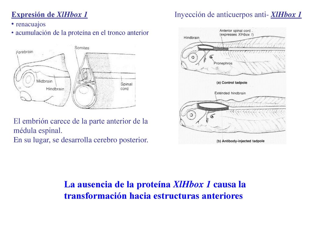 Expresión de XlHbox 1 renacuajos. acumulación de la proteína en el tronco anterior. Inyección de anticuerpos anti- XlHbox 1.