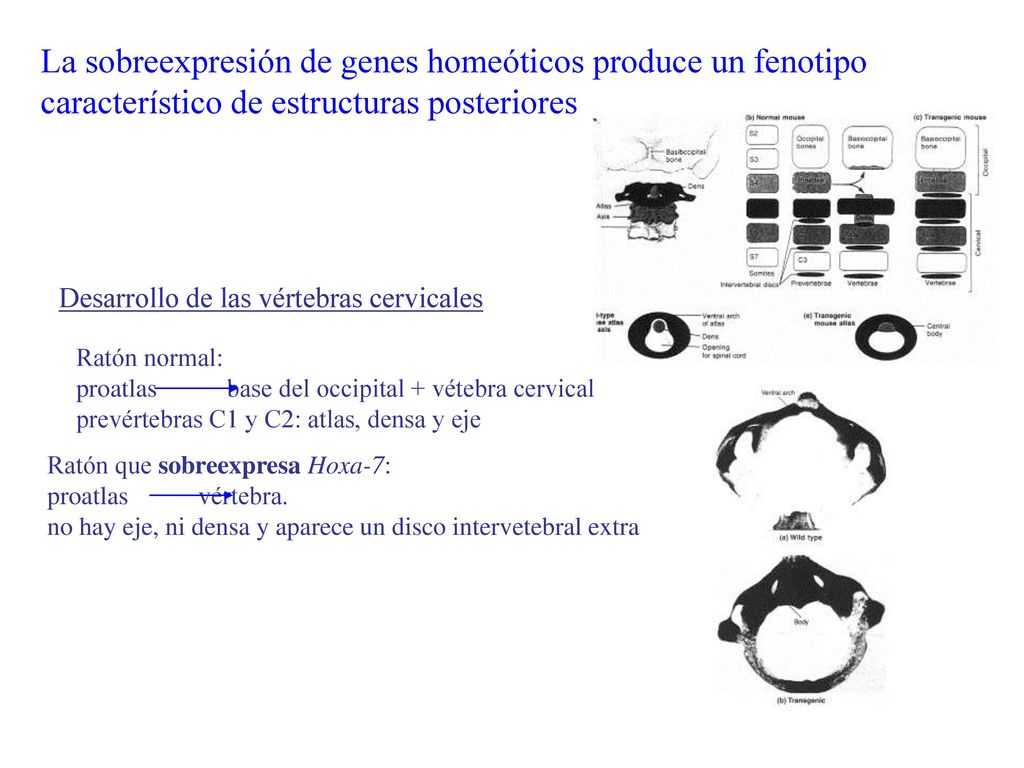 La sobreexpresión de genes homeóticos produce un fenotipo característico de estructuras posteriores