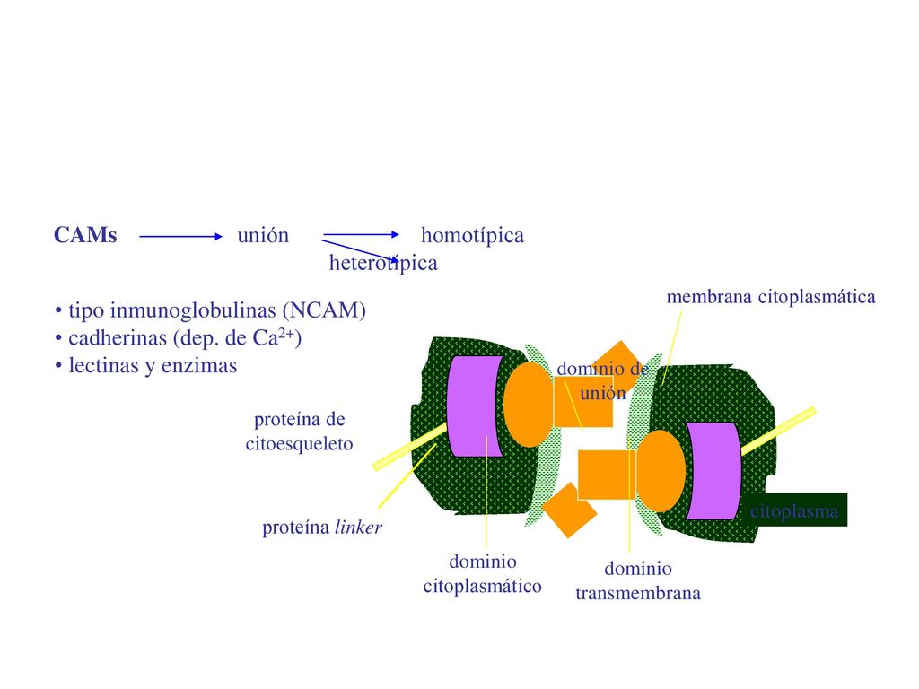 tipo inmunoglobulinas (NCAM) cadherinas (dep. de Ca2+)