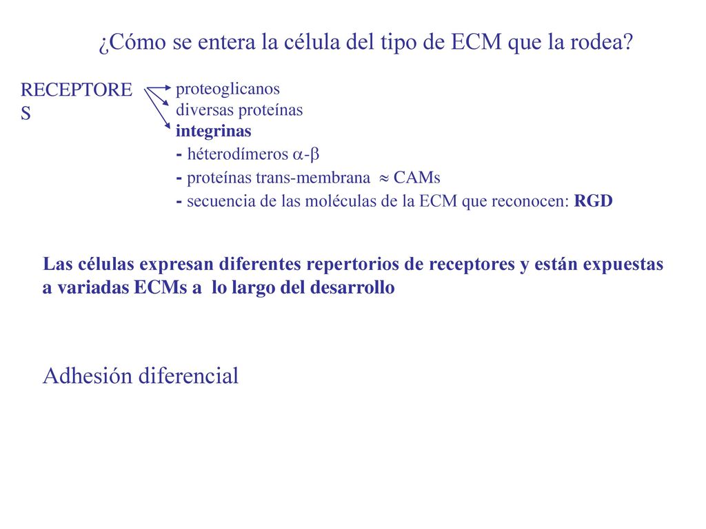 ¿Cómo se entera la célula del tipo de ECM que la rodea