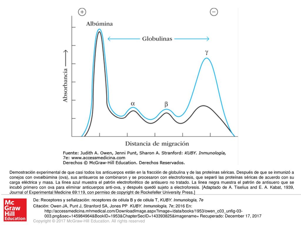 Demostración experimental de que casi todos los anticuerpos están en la fracción de globulina γ de las proteínas séricas. Después de que se inmunizó a conejos con ovoalbúmina (ova), sus antisueros se combinaron y se procesaron con electroforesis, que separó las proteínas séricas de acuerdo con su carga eléctrica y masa. La línea azul muestra el patrón electroforético de antisuero no tratado. La línea negra muestra el patrón de antisuero que se incubó primero con ova para eliminar anticuerpos anti-ova, y después quedó sujeto a electroforesis. [Adaptado de A. Tiselius and E. A. Kabat, 1939, Journal of Experimental Medicine 69:119, con permiso de copyright de Rockefeller University Press.]
