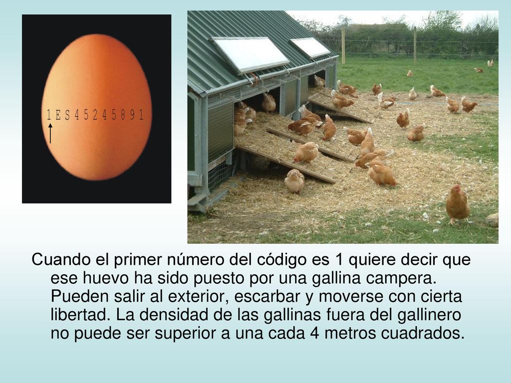 Cuando el primer número del código es 1 quiere decir que ese huevo ha sido puesto por una gallina campera.