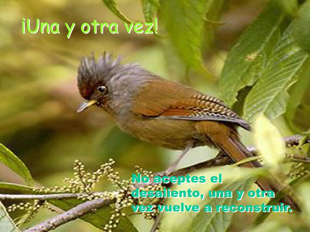¡Una y otra vez! Una y otra vez No aceptes el desaliento, una y otra