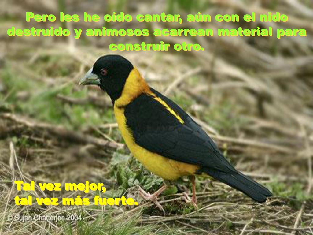 Pero les he oído cantar, aún con el nido destruido y animosos acarrean material para construir otro.