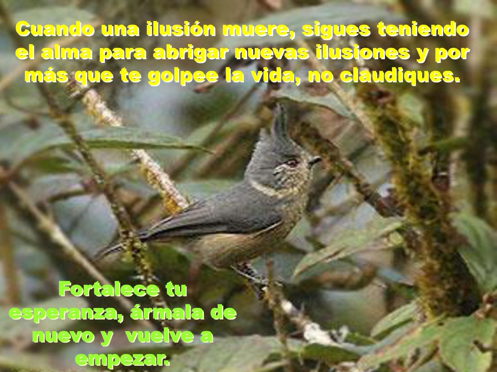Fortalece tu esperanza, ármala de nuevo y vuelve a empezar.