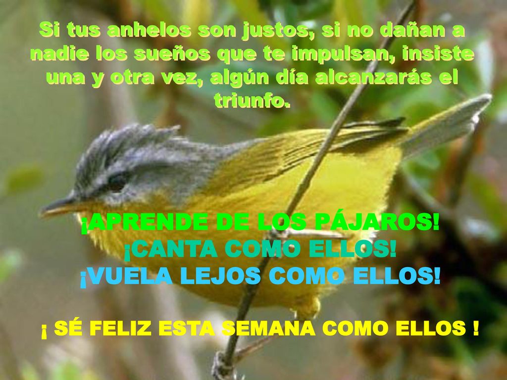 ¡APRENDE DE LOS PÁJAROS! ¡CANTA COMO ELLOS! ¡VUELA LEJOS COMO ELLOS!