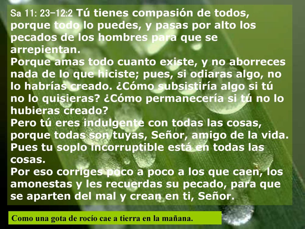 Sa 11: 23-12:2 Tú tienes compasión de todos, porque todo lo puedes, y pasas por alto los pecados de los hombres para que se arrepientan. Porque amas todo cuanto existe, y no aborreces nada de lo que hiciste; pues, si odiaras algo, no lo habrías creado. ¿Cómo subsistiría algo si tú no lo quisieras ¿Cómo permanecería si tú no lo hubieras creado Pero tú eres indulgente con todas las cosas, porque todas son tuyas, Señor, amigo de la vida. Pues tu soplo incorruptible está en todas las cosas. Por eso corriges poco a poco a los que caen, los amonestas y les recuerdas su pecado, para que se aparten del mal y crean en ti, Señor.